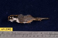 藏品(紅頭山雀)的圖片